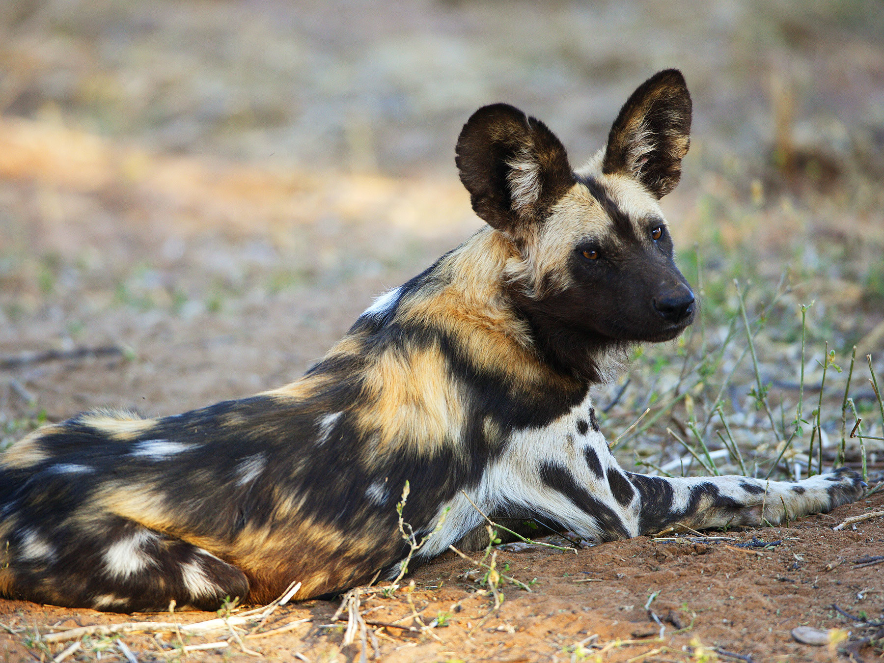 Painted Dog Conservation UK Plexus Media Ltd